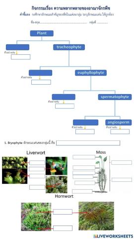 Plant Diversity