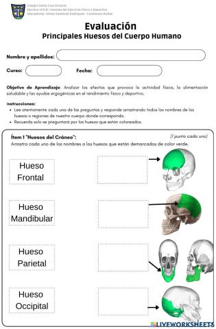 Huesos Principales del Cuerpo Humano