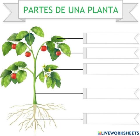 Partes de una planta