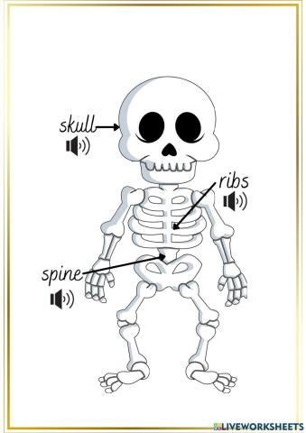 Skeleton