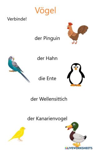 Vögel