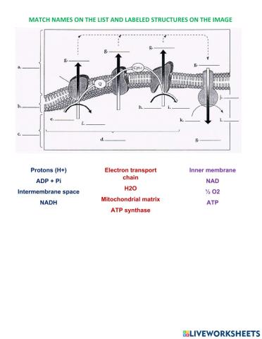 Electron transport chain worksheet