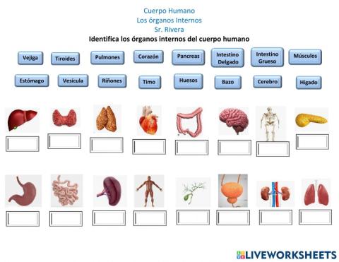 Órganos Internos