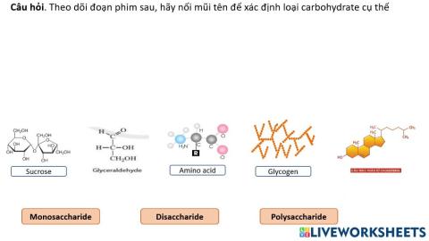 Carbohydrat