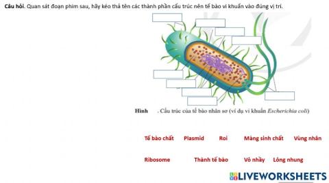 Phim tế bao nhân sơ kéo thả