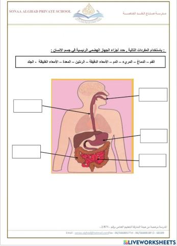 ورقة عمل الصف الرابع - الجهاز الهضمي