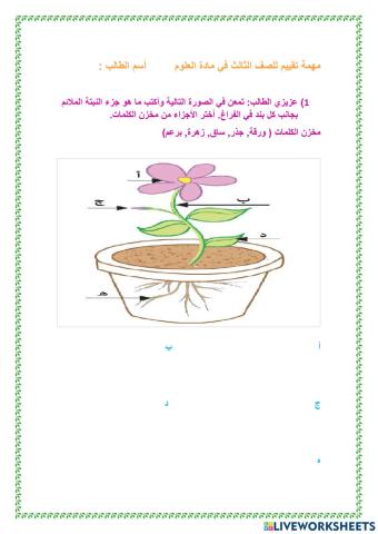 مهمة عن النبات للصف الثالث