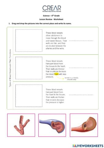 Circulatory System