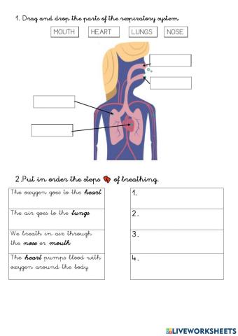 Respiratory system