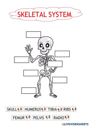 Skeletal System