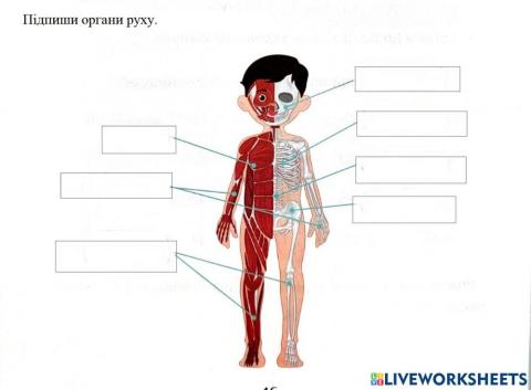 Скелет і м'язи