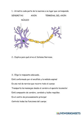 Sistema nervioso