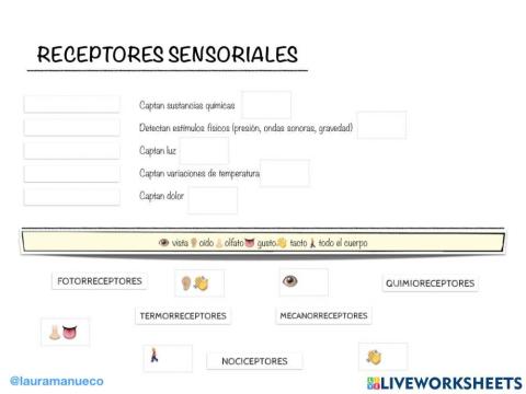 Receptores sensoriales