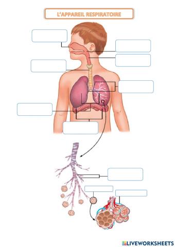 L'appareil respiratoire