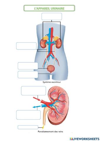 L'appareil urinaire