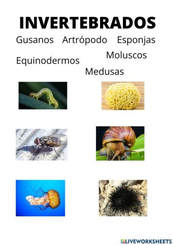 Invertebrados