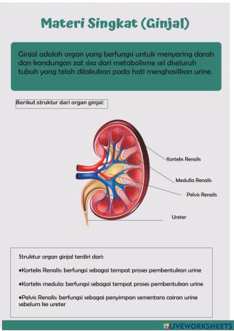 Sistem Ekskresi Manusia