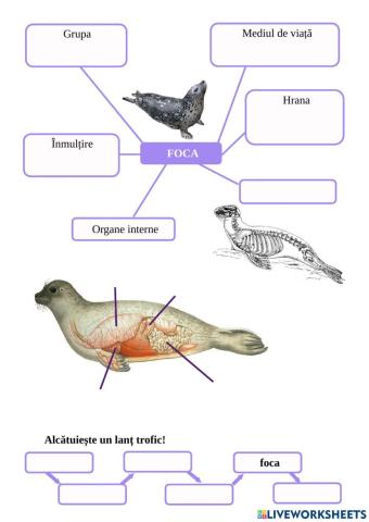 Foca