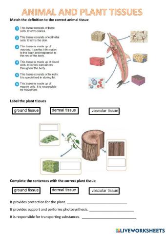 Animal and plant tissues