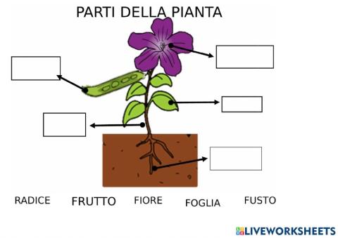 Parti della pianta