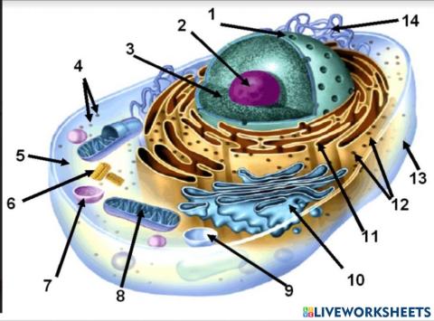 Cell