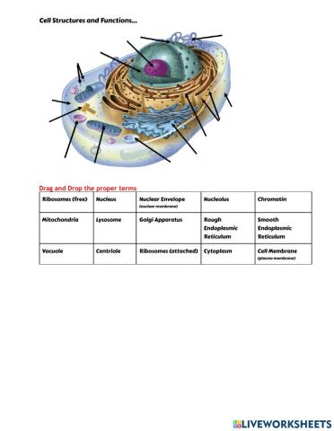 Cell Structure and Functions