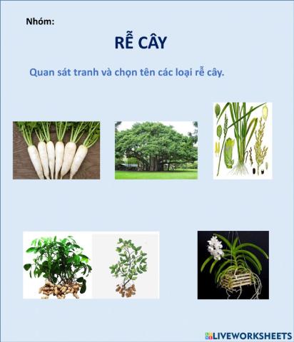 Rễ cây