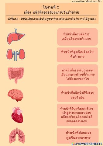 ใบงานที่ 2หน้าที่ของอวัยวะ