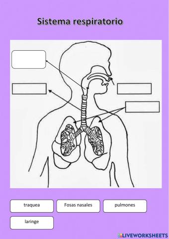 Sistema respiratorio