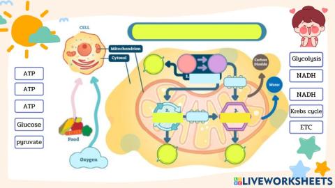 Cellular respiration