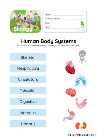 Human Body Systems - HuntersWoodsPH.com Worksheet