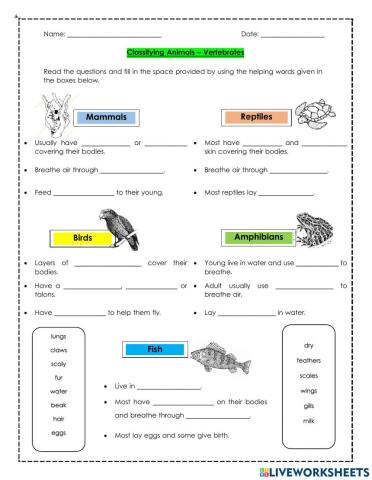 The 5 groups of Vertebrates