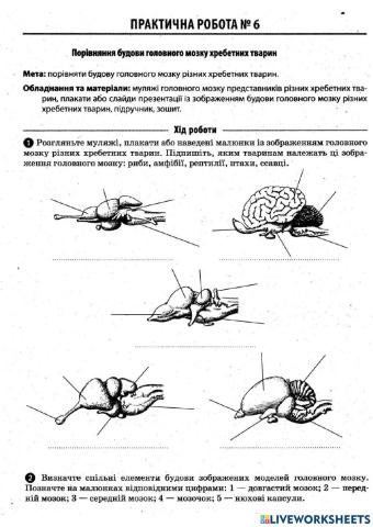 Головний мозок хребетних