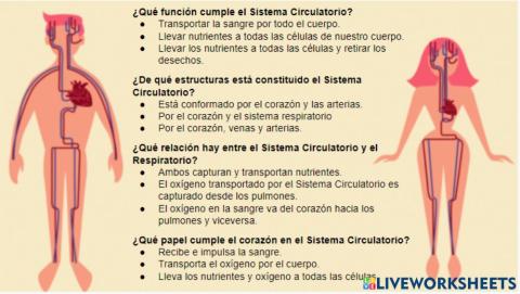 Intro-Sistema Circulatorio