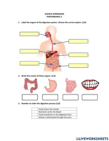 Digestive system