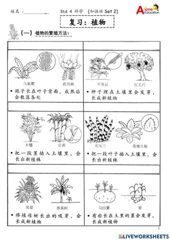 STD 4 SC Intensive Set 2