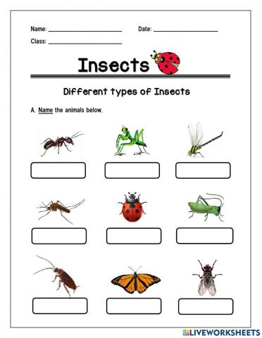 Insects