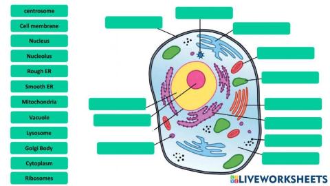 II Part - The Cell