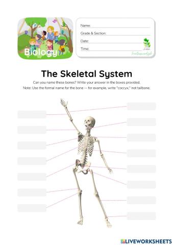 Skeletal System - HunterWoodsPH.com Worksheet