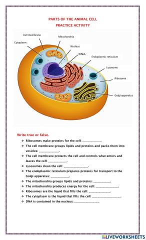 Animal cell