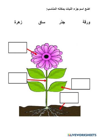 اجزاء النبات