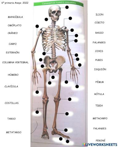 El esqueleto humano