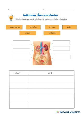 ใบกิจกรรม ระบบขับถ่าย