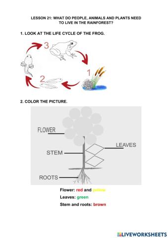 Lesson 21. animals and plants in the rainforest