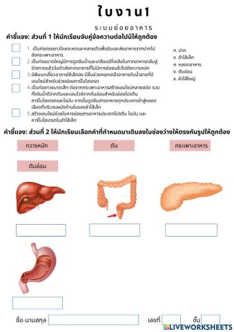 ระบบย่อยอาหาร