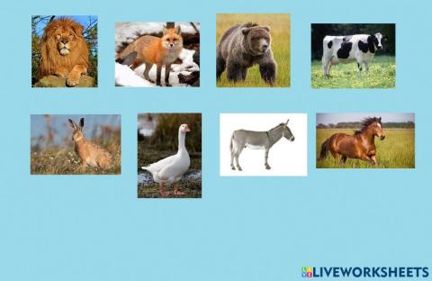 Animal descriptions