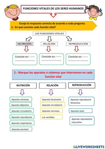 Funciones vitales del ser humano