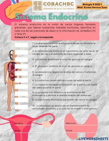 Sistema Endocrino