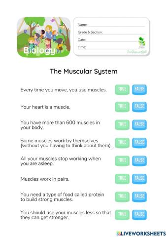 Muscular System - HunterWoodsPH.com Worksheet