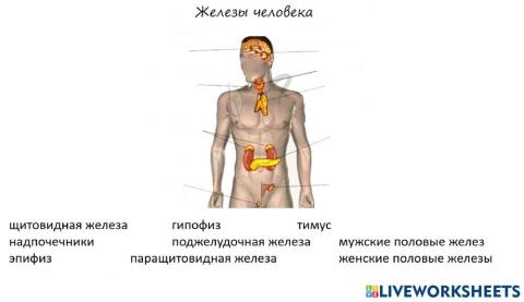 Эндокринная система человека